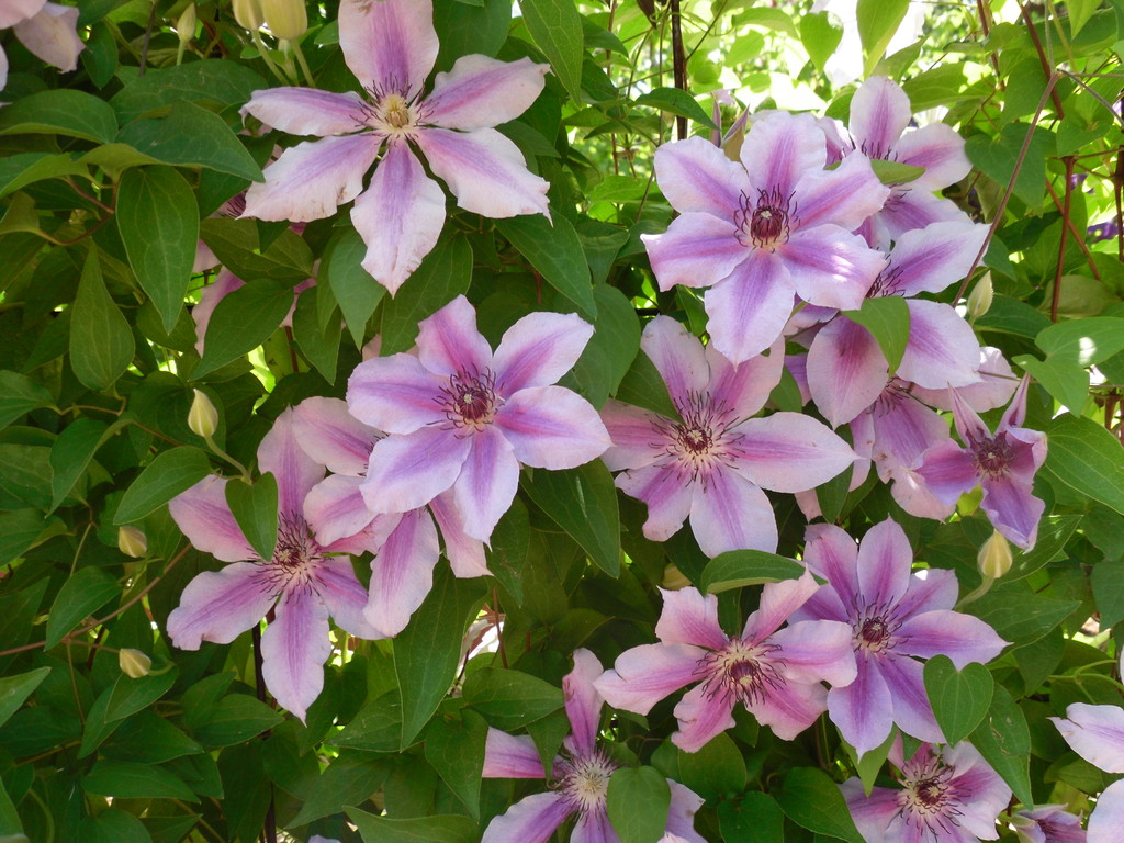 Clematis 'Girenas'